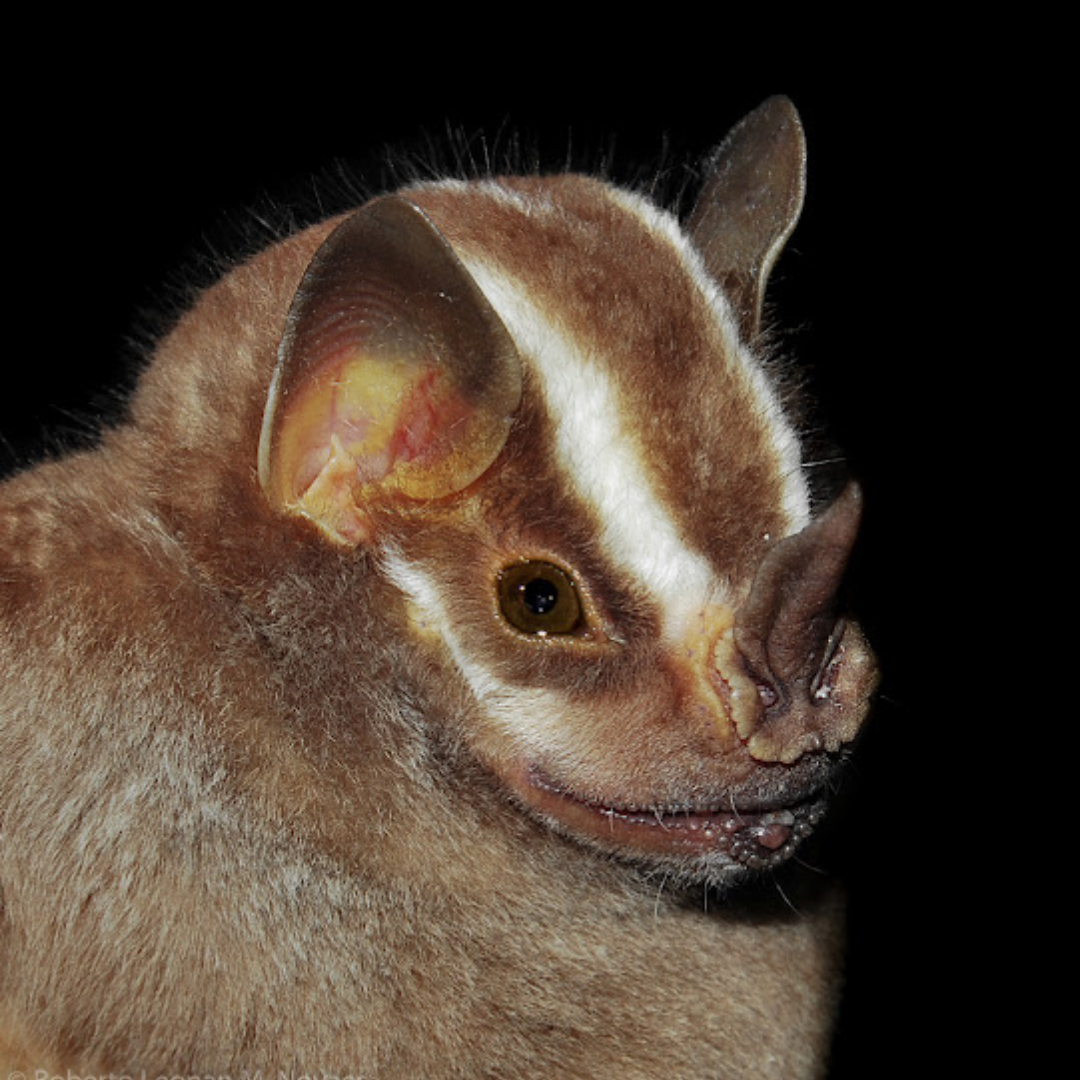 Vampyrodes caraccioli