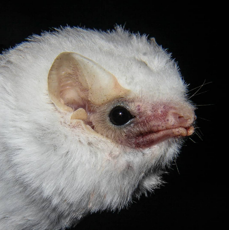 Diclidurus scutatus
